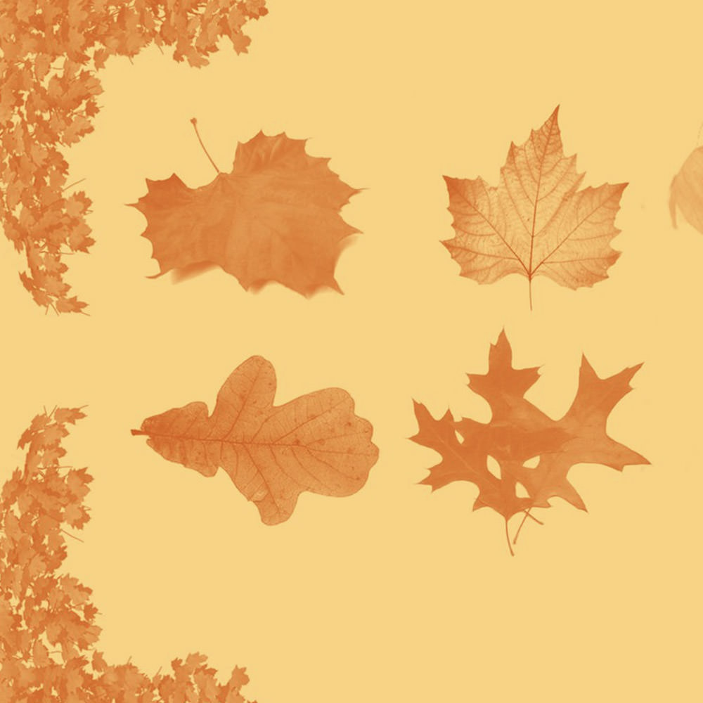 Autumn Leaf Brush Set