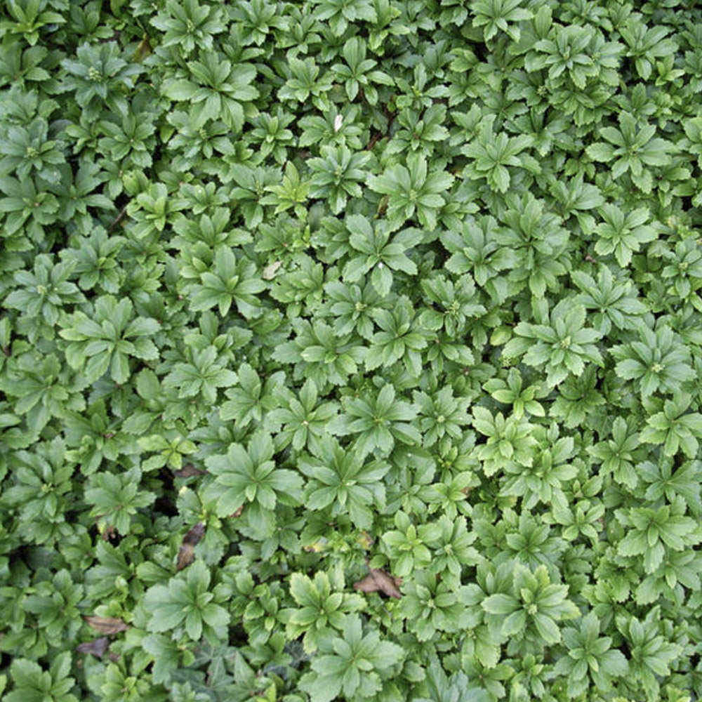 Hedge Plant Texture