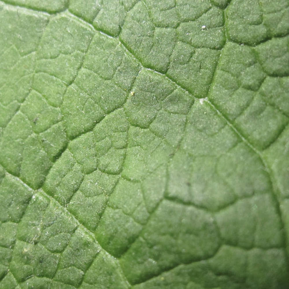 Leaf Texture Green